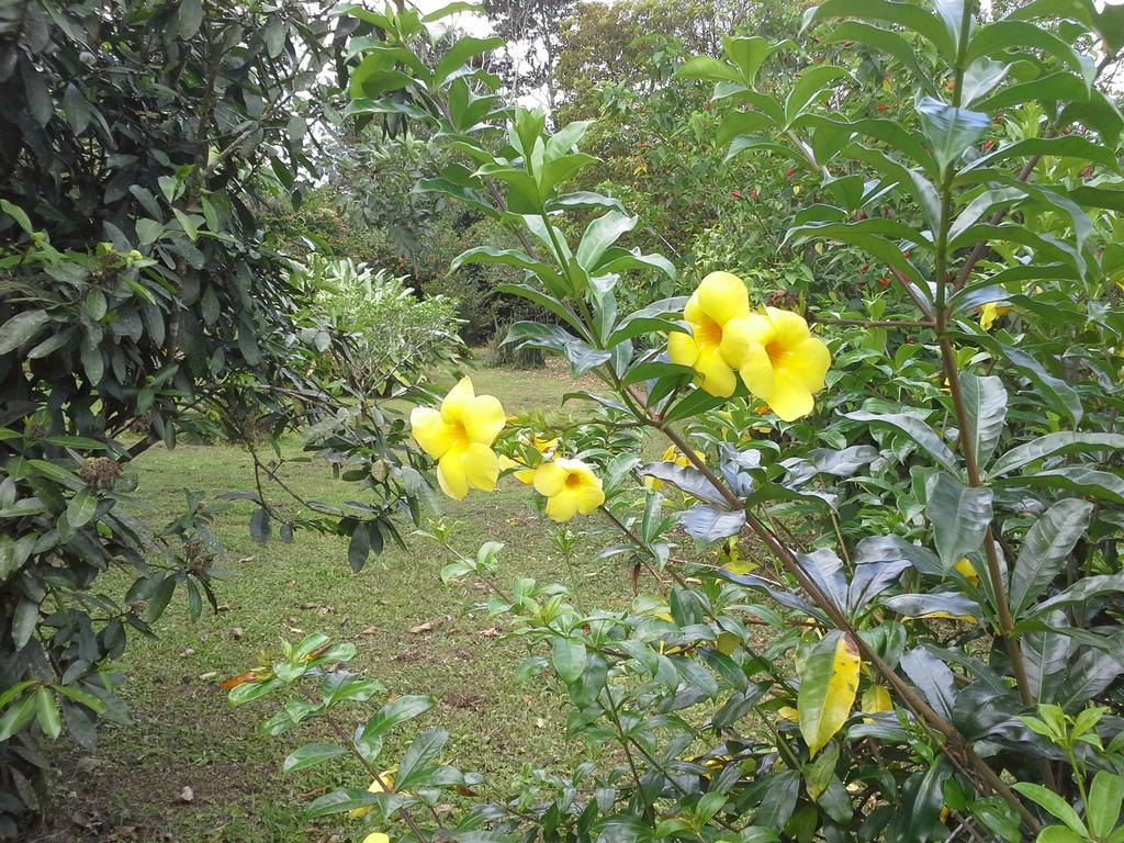 Hotel Tangara Arenal B&B La Fortuna 客房 照片