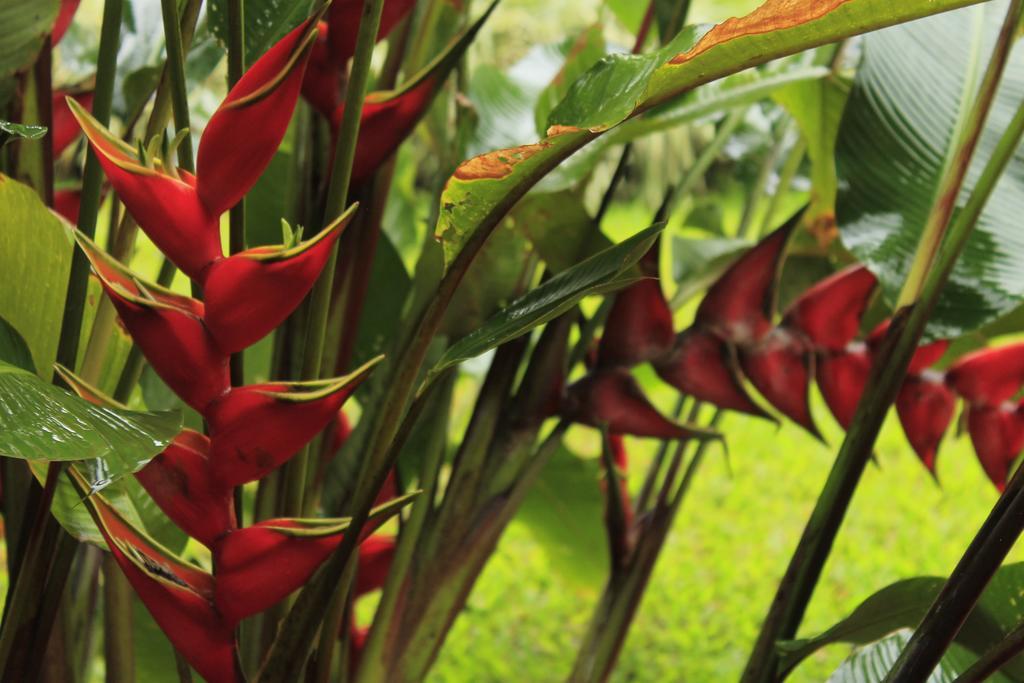 Hotel Tangara Arenal B&B La Fortuna 客房 照片