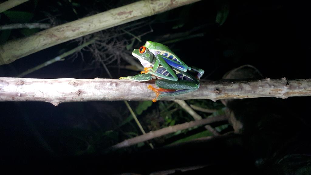 Hotel Tangara Arenal B&B La Fortuna 外观 照片