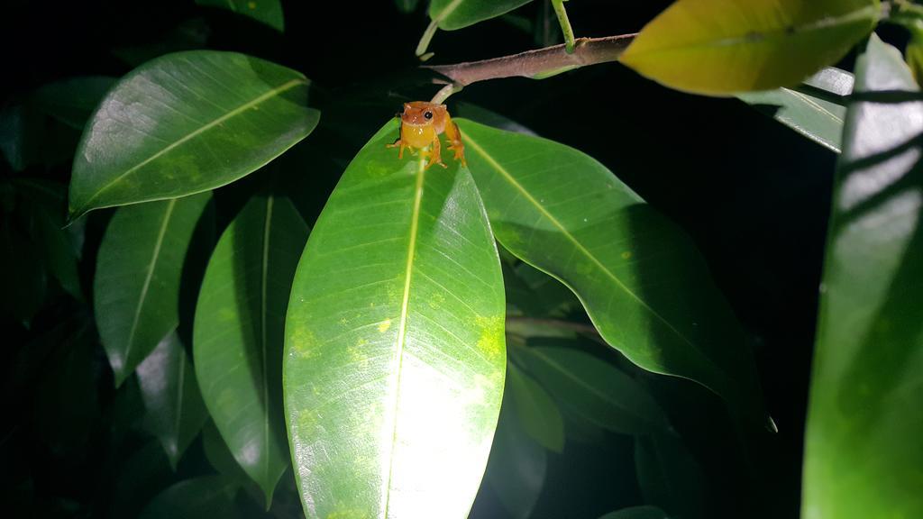 Hotel Tangara Arenal B&B La Fortuna 外观 照片