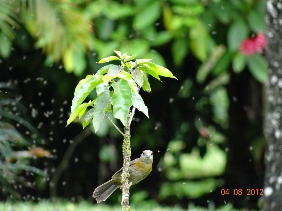 Hotel Tangara Arenal B&B La Fortuna 外观 照片